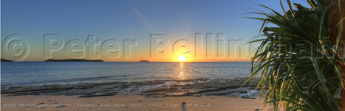 Peter Bellingham Photography Pandanus - Eueiki Island - Vava'u - Vava'u - Tonga (PB5D 00 7440)